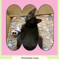 Princess Leia - Photo 1