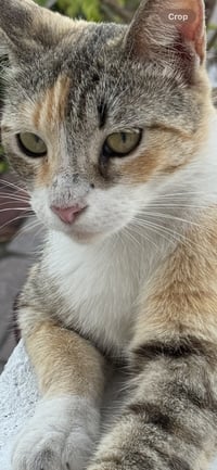 Ginger - Photo 2