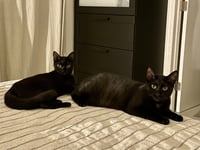 Kika   and  Breonna - Photo 1