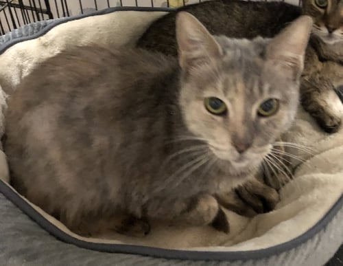INA - Domestic Short Hair available for adoption