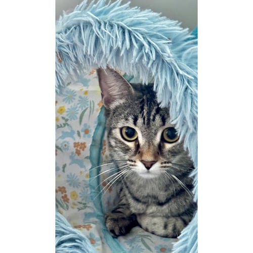 COCONUT CALYPSO - Domestic Short Hair available for adoption