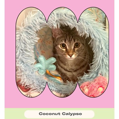 COCONUT CALYPSO - Domestic Short Hair available for adoption