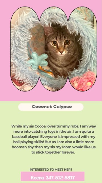 COCONUT CALYPSO - Domestic Short Hair available for adoption