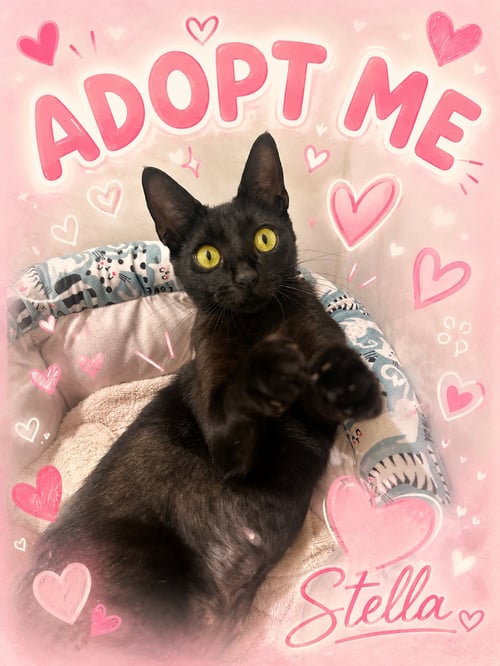 STELLA - Domestic Short Hair available for adoption