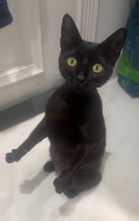 Stella - Photo 3