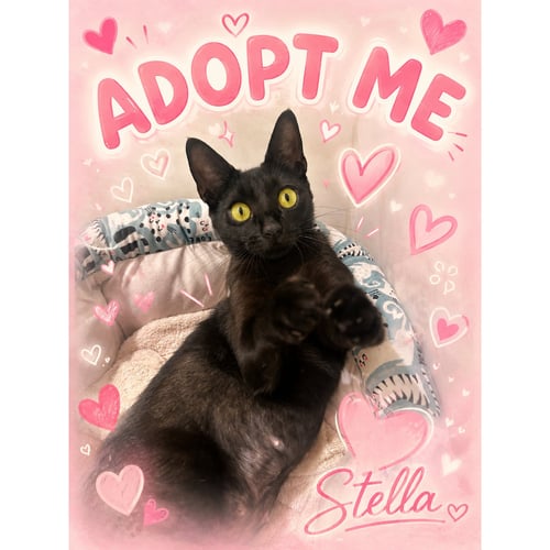 STELLA - Domestic Short Hair for adoption in Miami