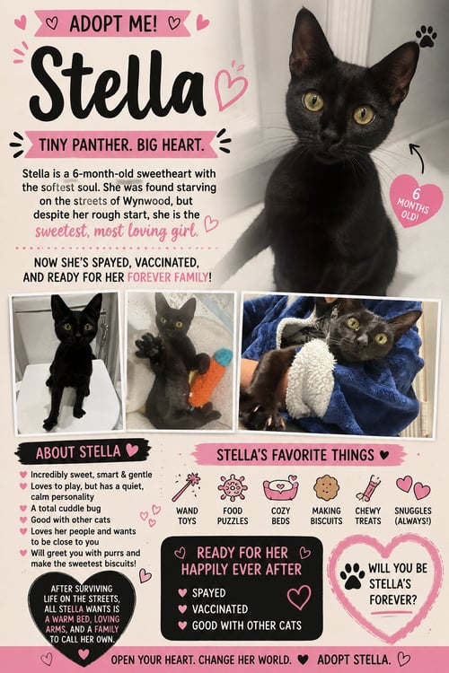 STELLA - Domestic Short Hair available for adoption