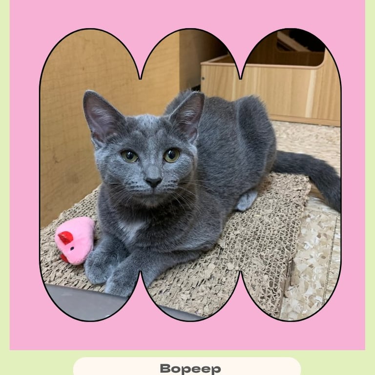 Bopeep Image