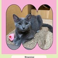 Bopeep - Photo 1