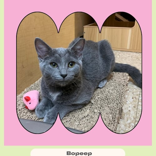 BOPEEP - Domestic Short Hair available for adoption