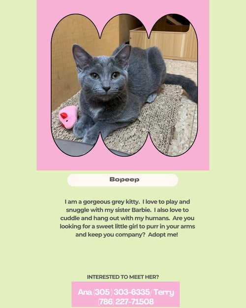BOPEEP - Domestic Short Hair available for adoption