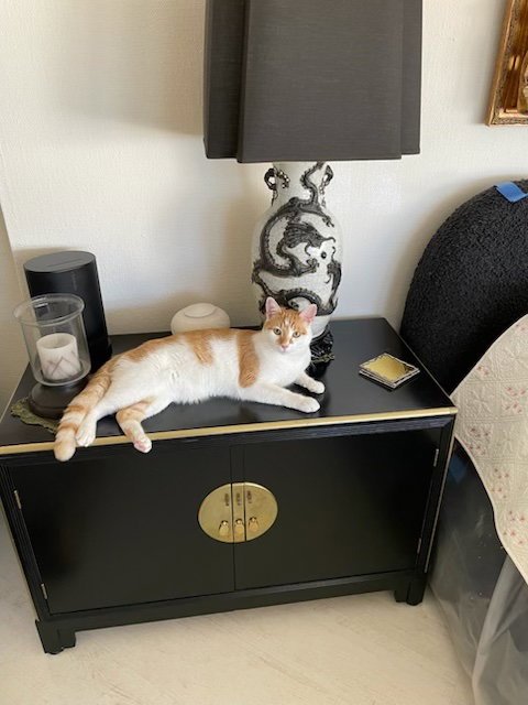 BUDDY - Domestic Short Hair for adoption in Miami