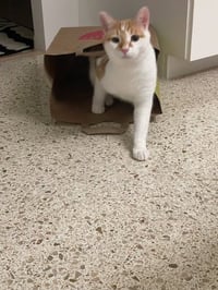 Buddy - Photo 3