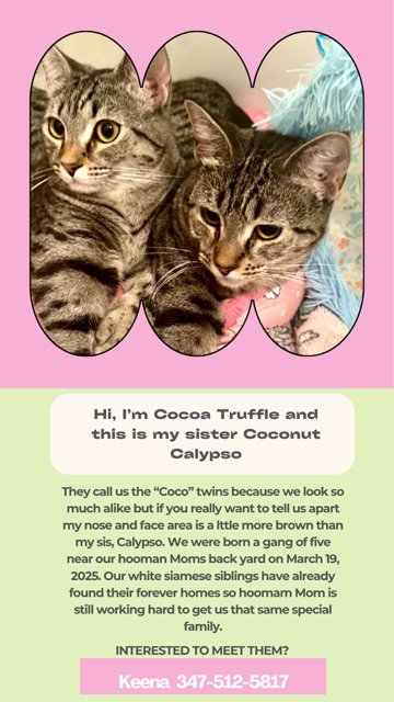 COCOA TRUFFLE AND COCONUT CALYPSO - Domestic Short Hair available for adoption