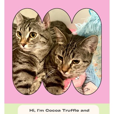 COCOA TRUFFLE AND COCONUT CALYPSO - Domestic Short Hair available for adoption