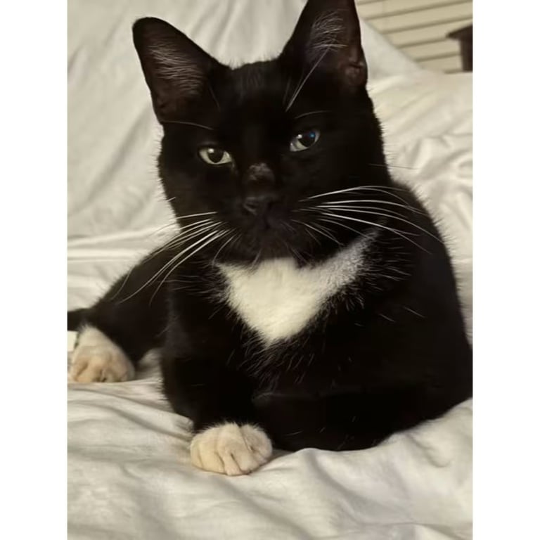 Oreo Image