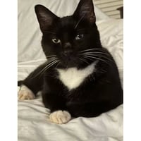 Oreo - Photo 1