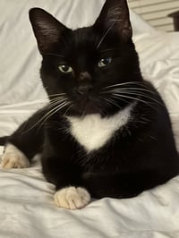 Oreo - Photo 2