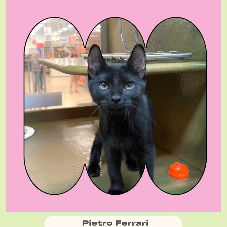 Pietro Ferrari Image