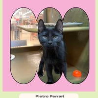 Pietro Ferrari - Photo 1