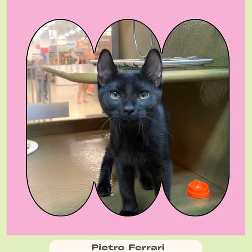 PIETRO FERRARI - Domestic Short Hair available for adoption