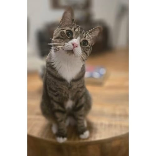 CHICO - Domestic Short Hair available for adoption