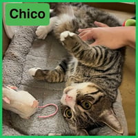 Chico - Photo 4