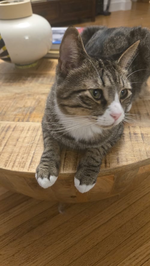 CHICO - Domestic Short Hair available for adoption