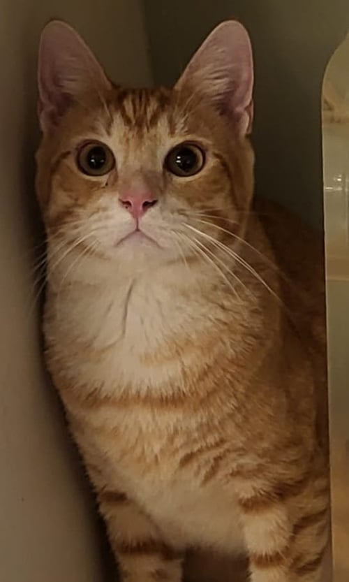 TEDDY - Domestic Short Hair available for adoption