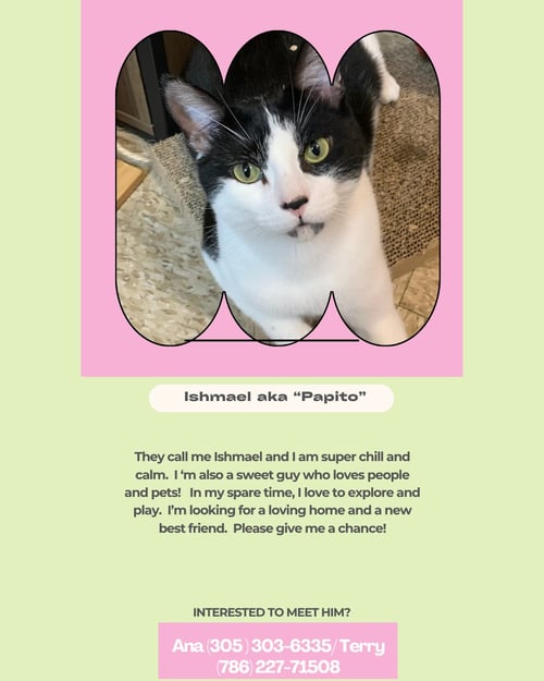 ISHMAEL AKA PAPITO - Domestic Short Hair available for adoption