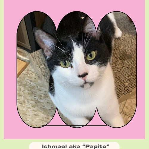 ISHMAEL AKA PAPITO - Domestic Short Hair available for adoption