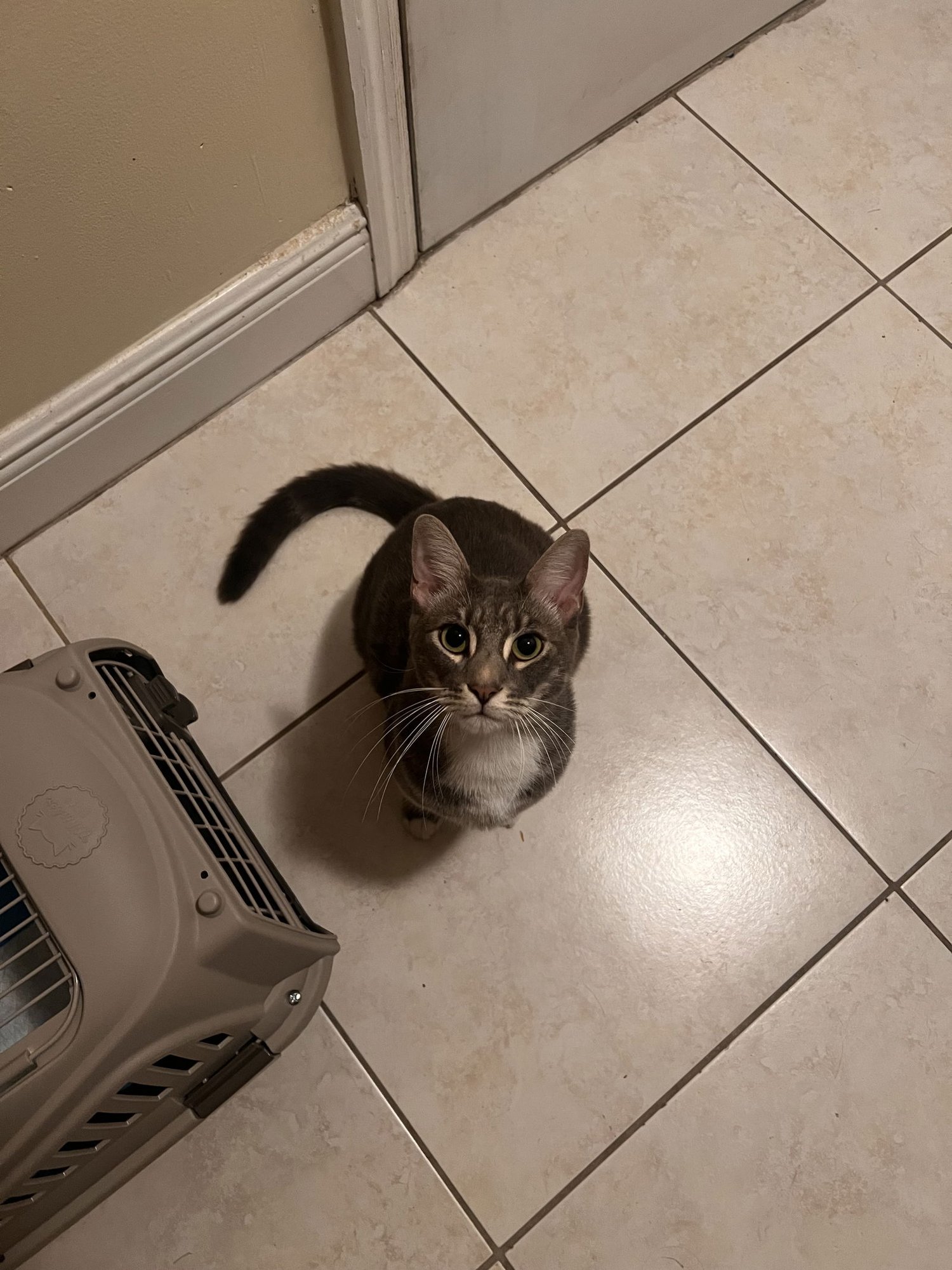 TOM - Domestic Short Hair available for adoption