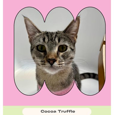 Cocoa Truffle Image
