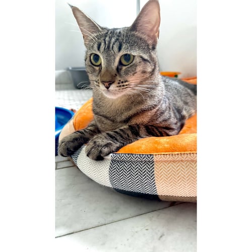 COCOA TRUFFLE - Domestic Short Hair available for adoption