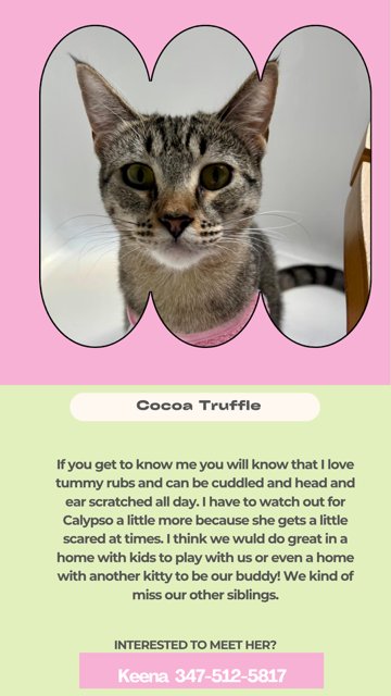 COCOA TRUFFLE - Domestic Short Hair available for adoption