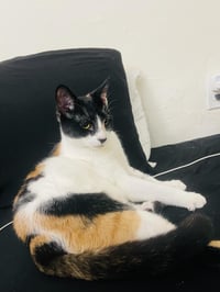Cora - Photo 1