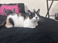 Cora - Photo 2