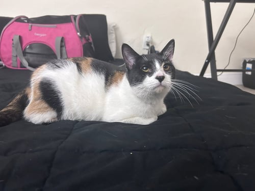 CORA - Domestic Short Hair available for adoption