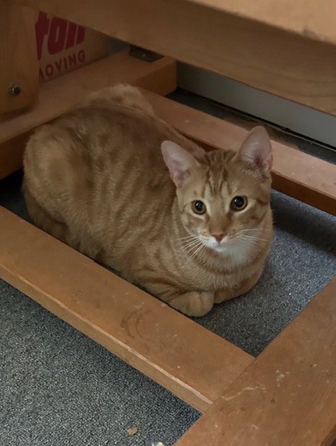 STRIPEY - Domestic Short Hair available for adoption