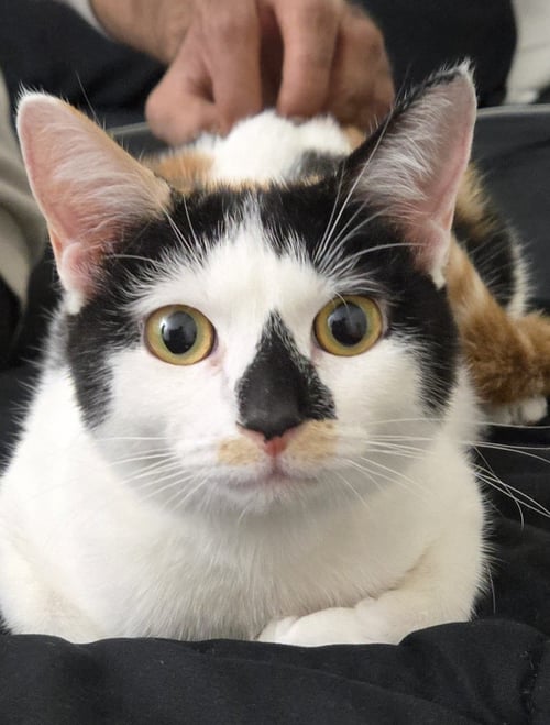 PRINCESS - Domestic Short Hair available for adoption