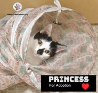 Princess - Photo 1