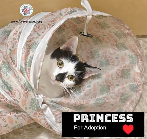 PRINCESS - Domestic Short Hair for adoption in Miami