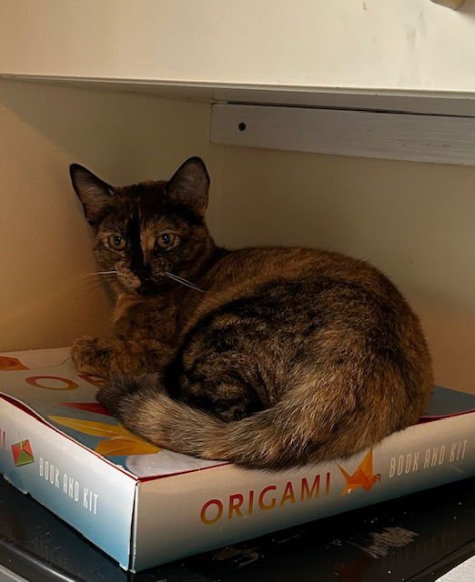 TORTINA - Domestic Short Hair for adoption in Miami