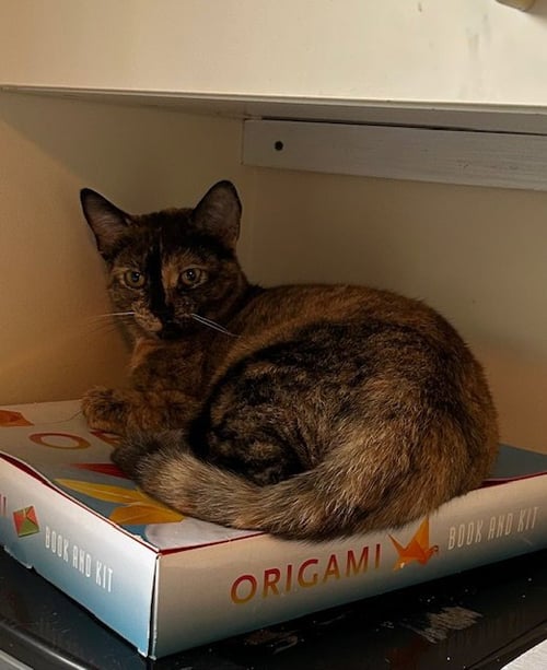 TORTINA - Domestic Short Hair for adoption in Miami
