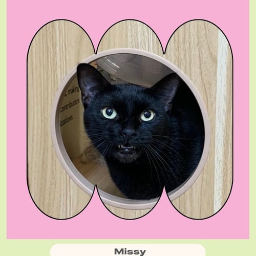 MISSY - Domestic Short Hair available for adoption