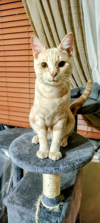 Olaf Image