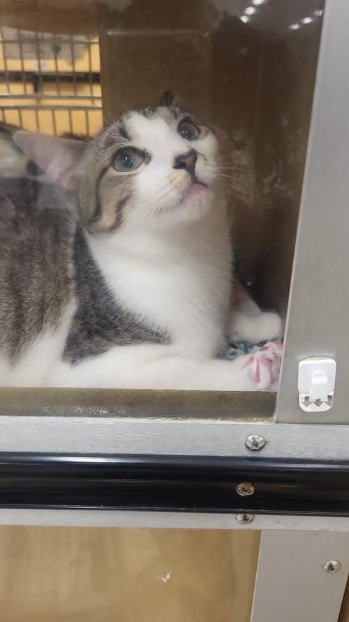 CHARO - Domestic Short Hair available for adoption