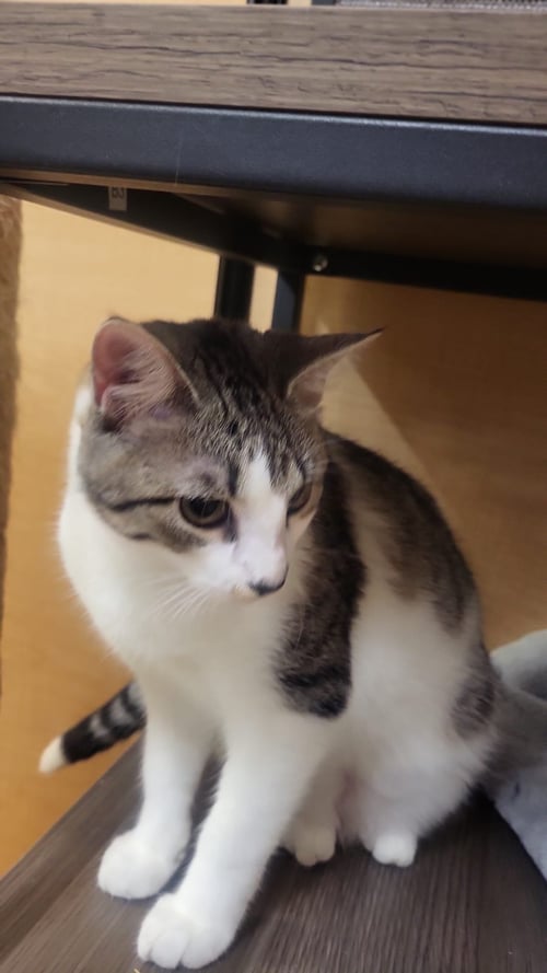 CHARO - Domestic Short Hair for adoption in Miami