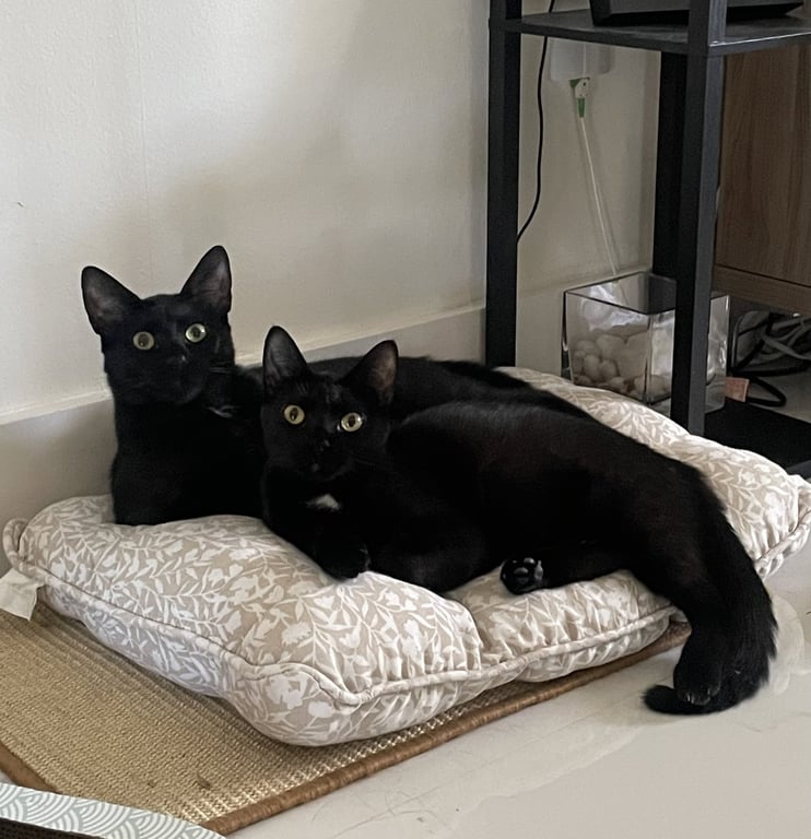 Kika  and Breonna Image