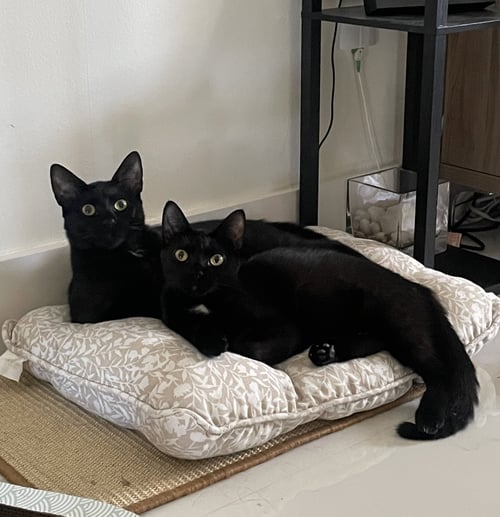 KIKA  AND BREONNA - Domestic Short Hair for adoption in Miami